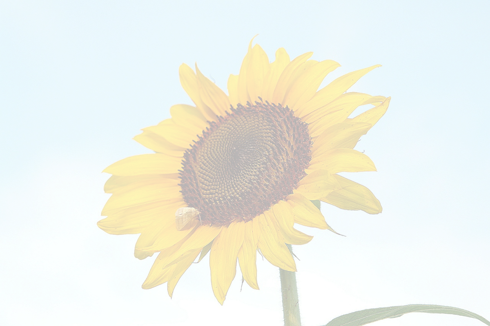 Sonnenblume